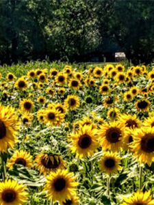 DeVries Nature Conservancy