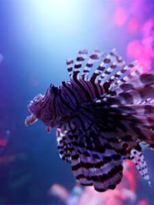 SEA LIFE Michigan Aquarium